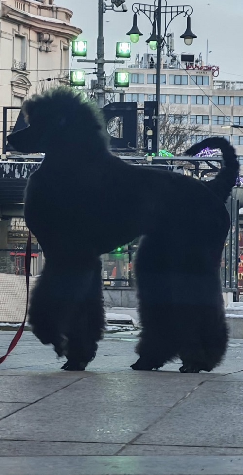 Vrhunsko leglo VELIKIH PUDLI