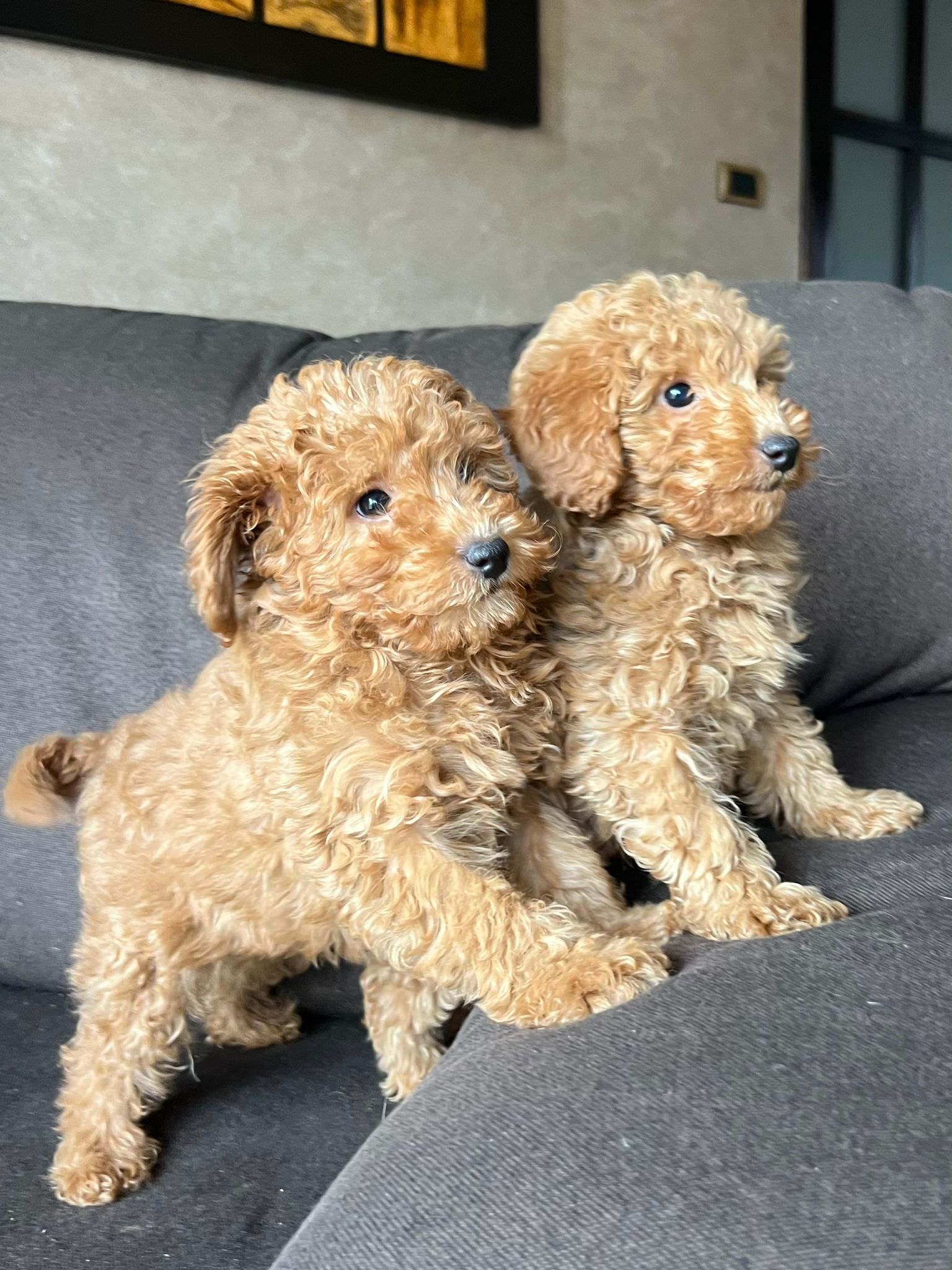 Toy Pudle na prodaju