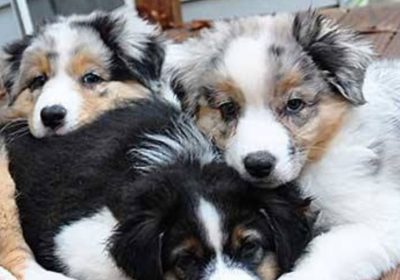 Australia-Shepherd-dog