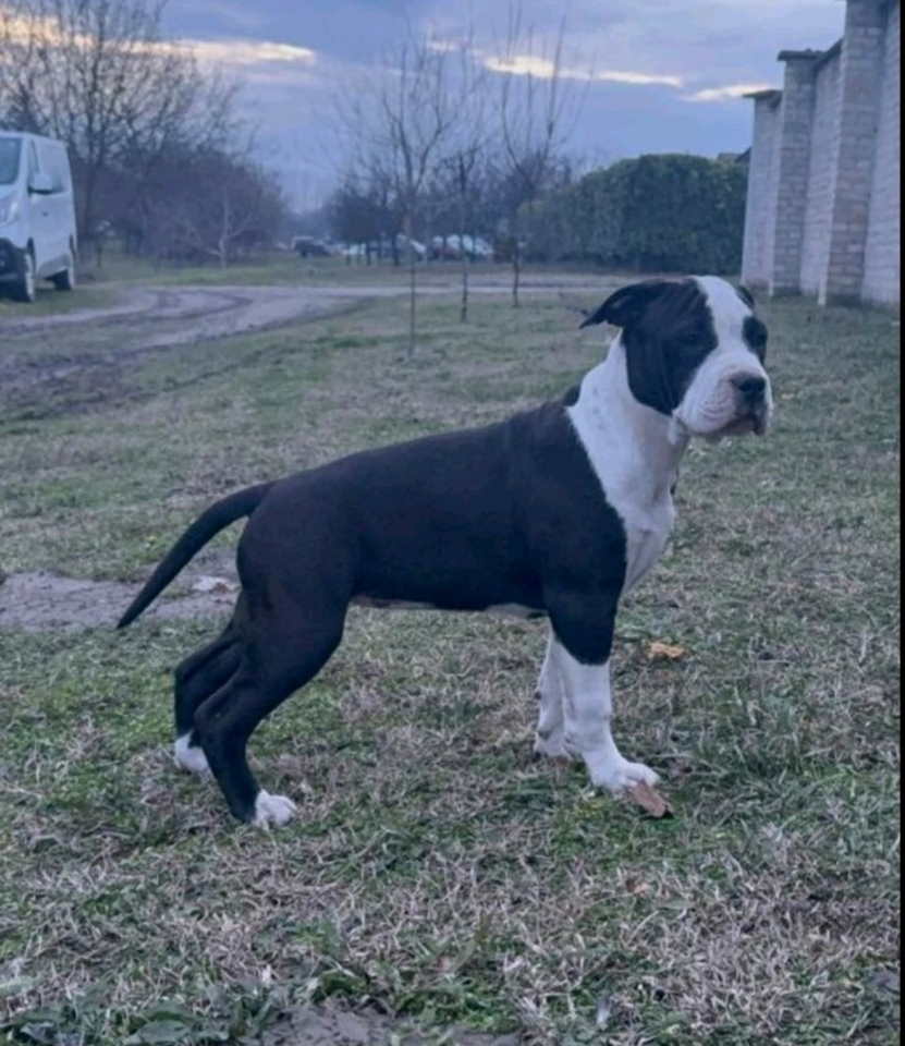 Američki stafordski terijer mužjak I ženka