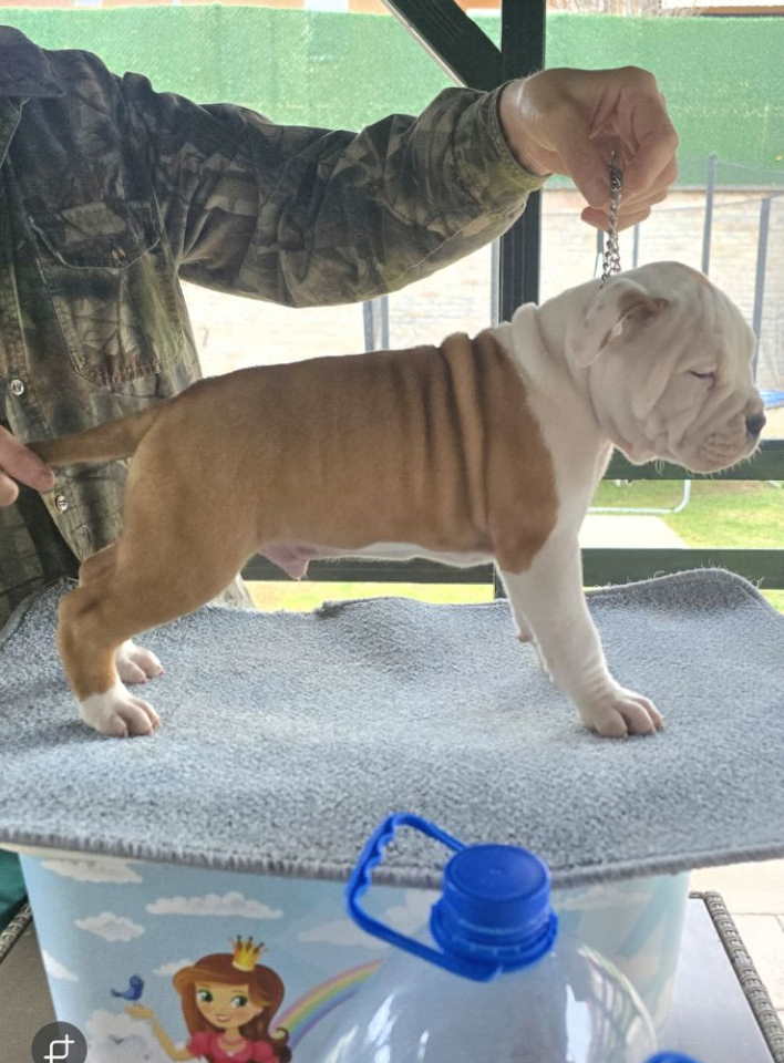 Američki stafordski terijer mužjak I ženka