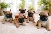 Francuski Buldog prelepi štenci