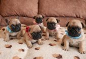 Francuski Buldog prelepi štenci