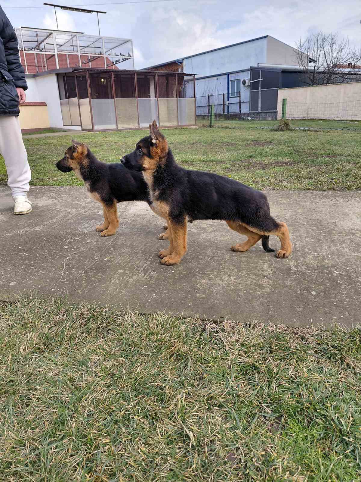 Nemački Ovčar štenci