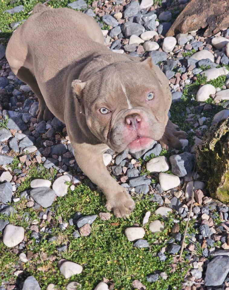 Zenka amercan bully poket u egzotic boji