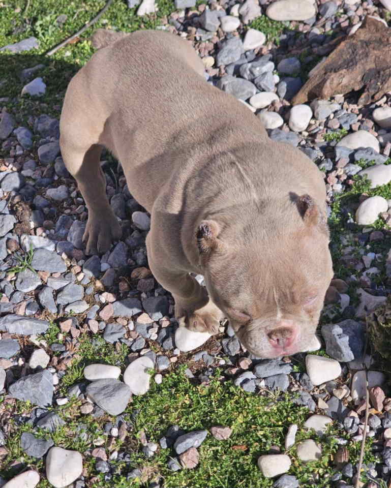 Zenka amercan bully poket u egzotic boji