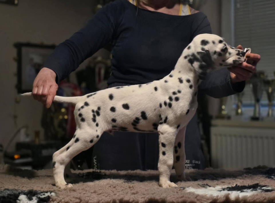 Dalmatinski pas, vrhunski štenci