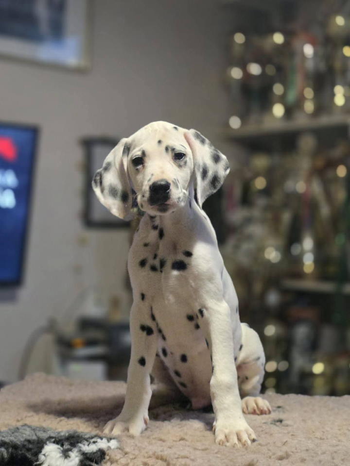 Dalmatinski pas, vrhunski štenci