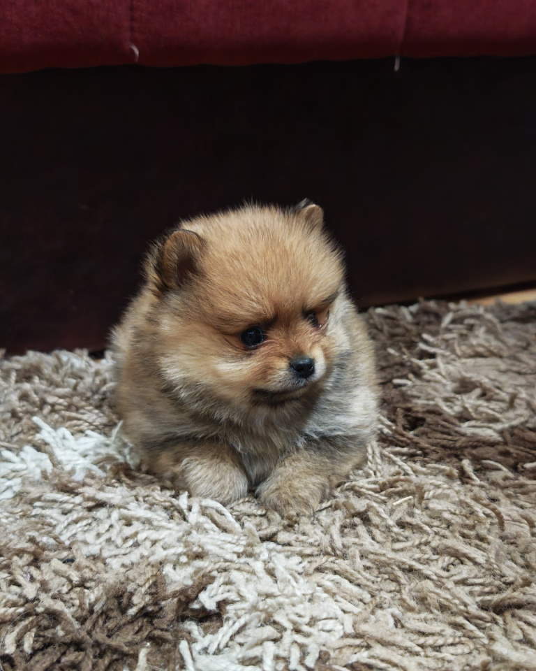 Štenci pomeranskog špica prelepog krzna