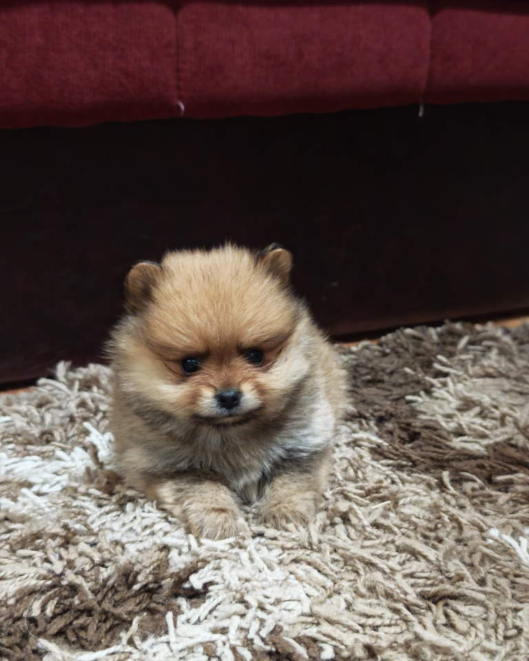 Štenci pomeranskog špica prelepog krzna