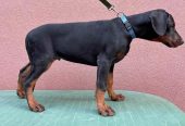 Doberman muško štene