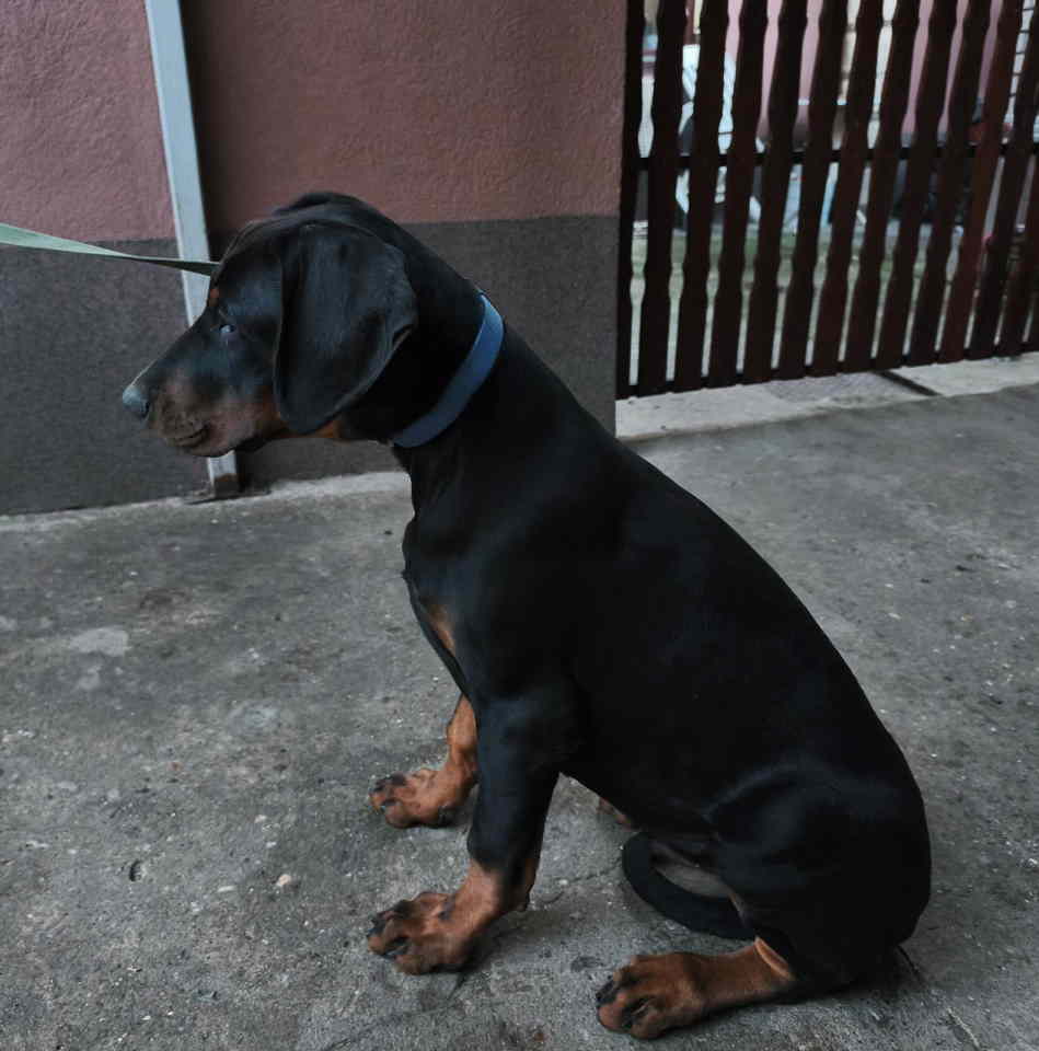 Doberman muško štene