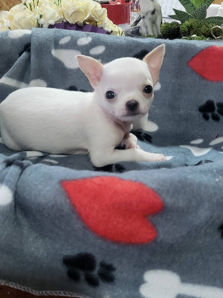 Mini CIVAVE oba pola kratkodlaki i dugodlaki