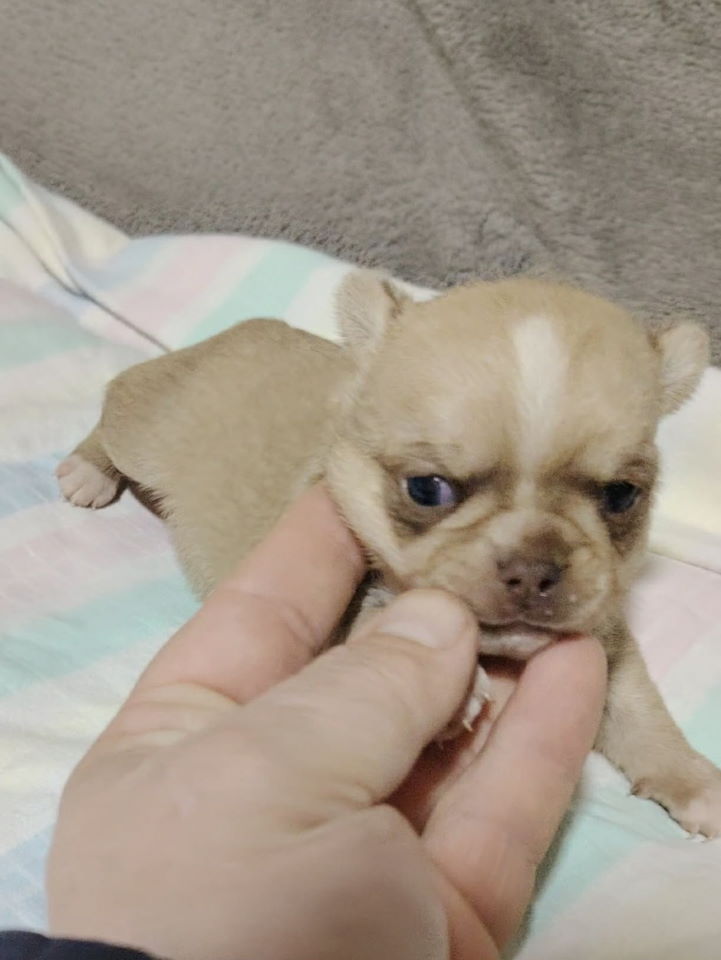 Mini CIVAVE oba pola kratkodlaki i dugodlaki