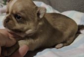 Mini CIVAVE oba pola kratkodlaki i dugodlaki