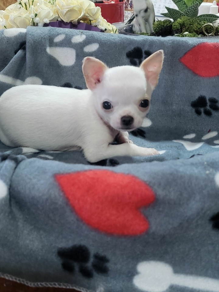 Mini CIVAVE oba pola kratkodlaki i dugodlaki