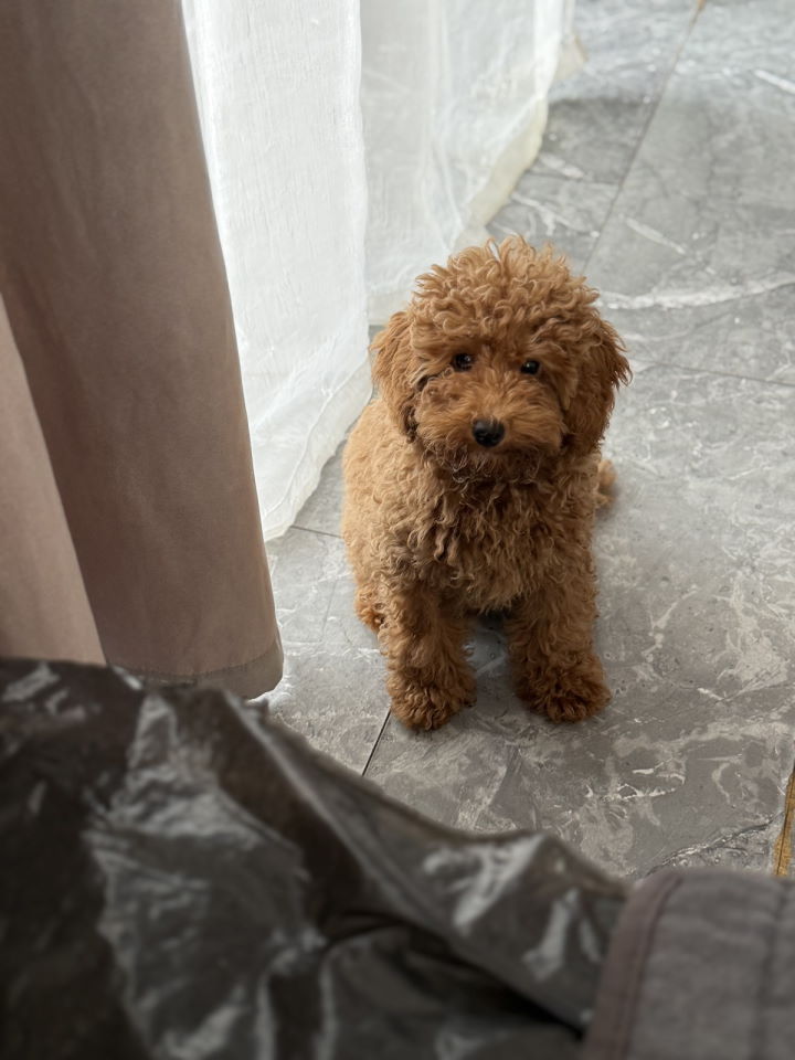 Dostupan muzijak mini pudlice u aprikot boji