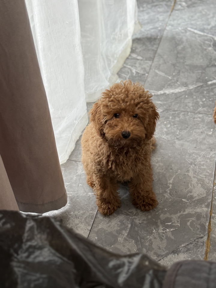 Dostupan muzijak mini pudlice u aprikot boji