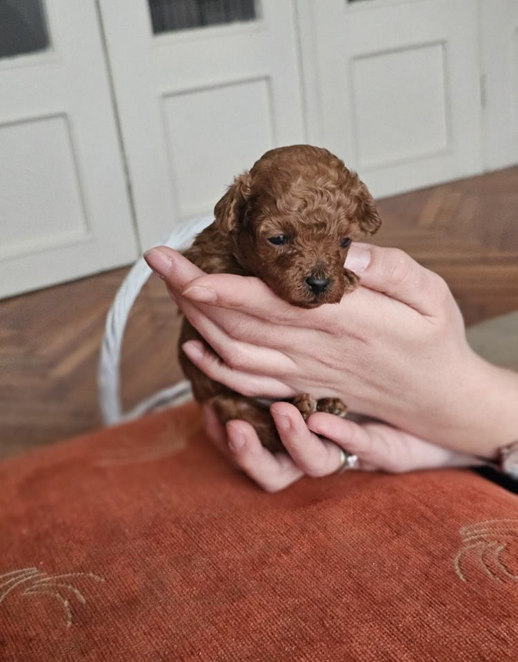 Najmanje pudle, od najlepsih roditelja u Evropi