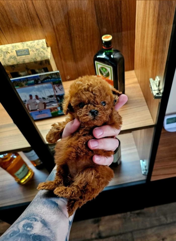 Najmanje pudle, od najlepsih roditelja u Evropi