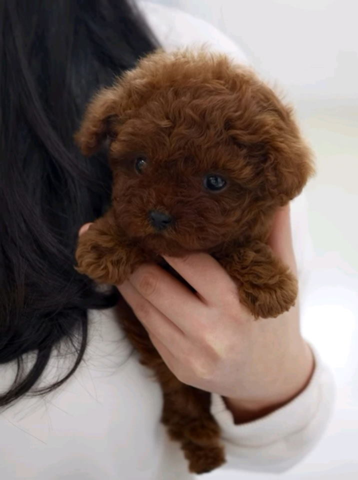 Najmanje pudle, od najlepsih roditelja u Evropi