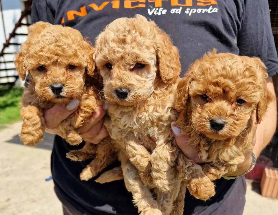 Toy pudle maleni mečići spremni za preuzimanje