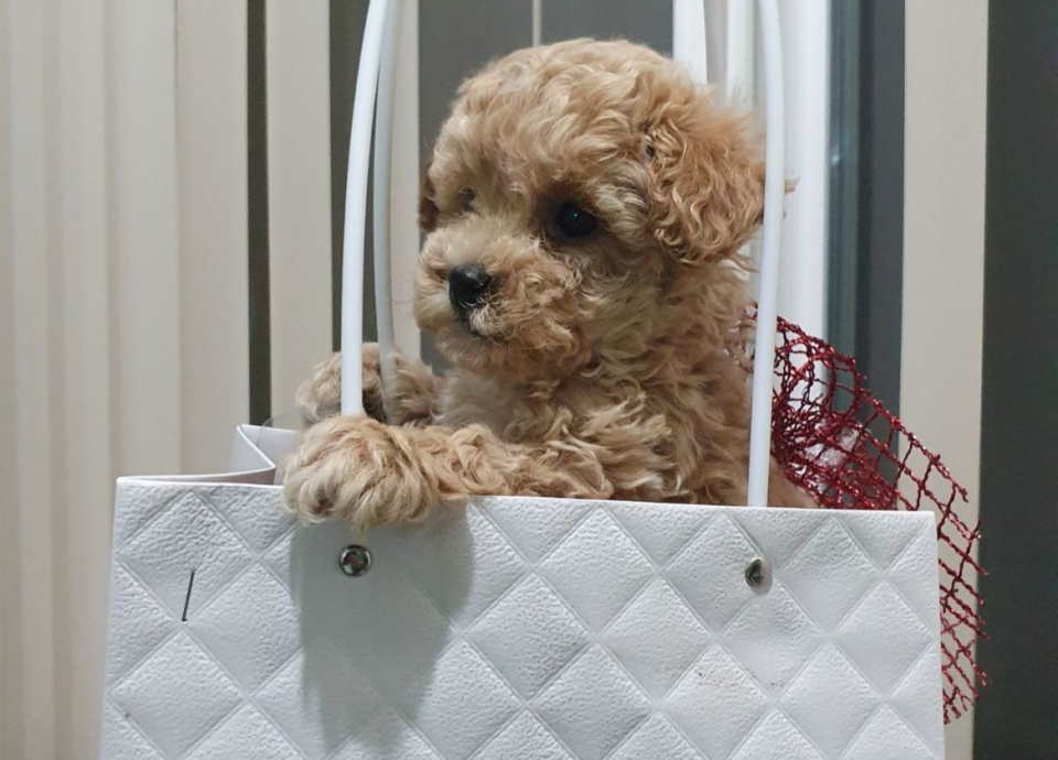 Toy pudle maleni mečići spremni za preuzimanje