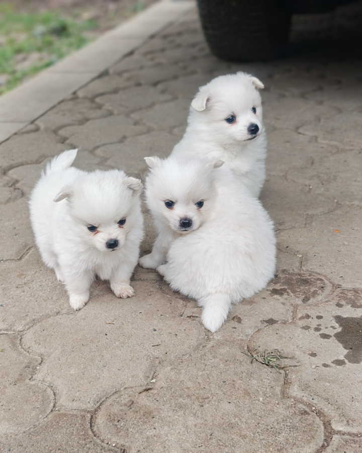 Nemački špic, štenci snežno bele boje