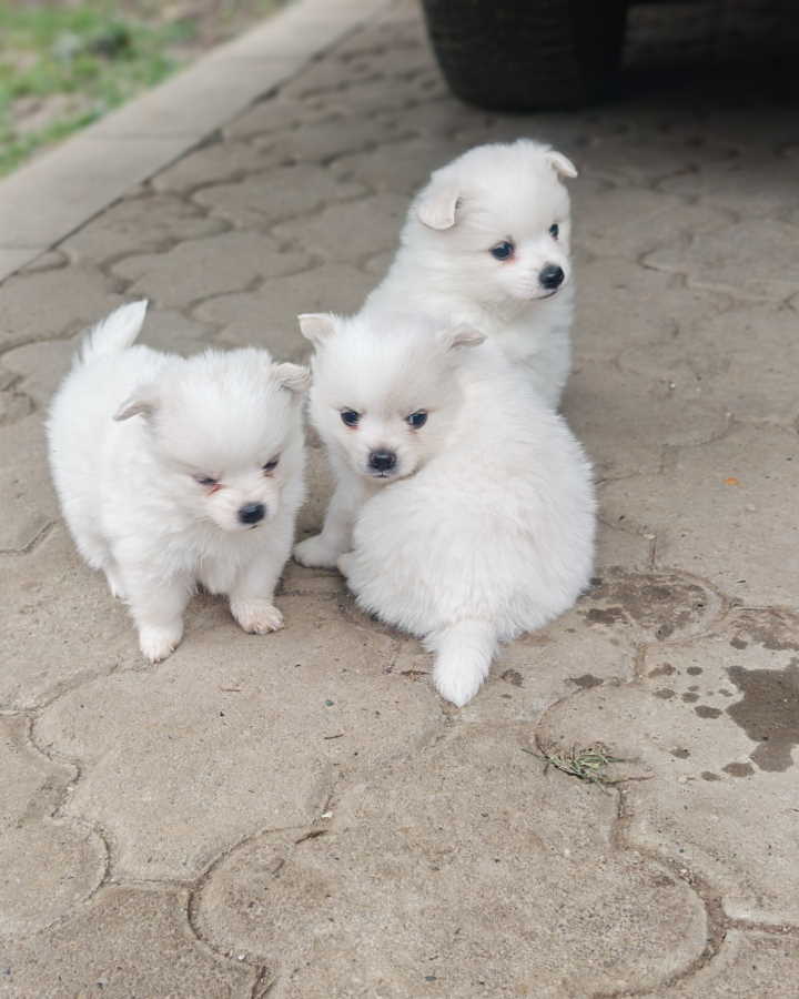 Nemački špic, štenci snežno bele boje