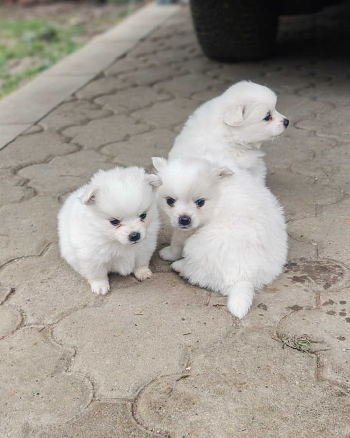 Nemački špic, štenci snežno bele boje