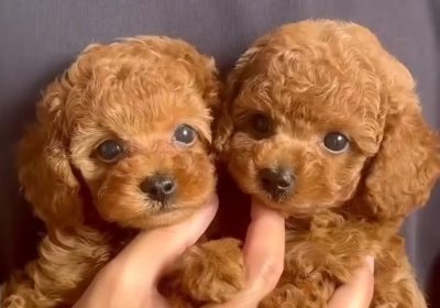 toy-poodle