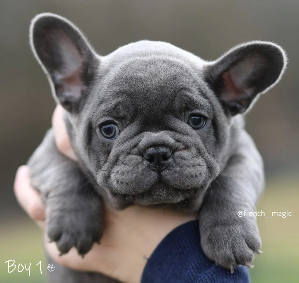 Plavi i merle egzoticni francuski buldozi