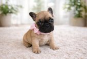 Francuski Buldog prelepi štenci