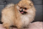 Pomeranski Špic štenci