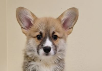 viber_image_2026-02-20_21-40-01-369