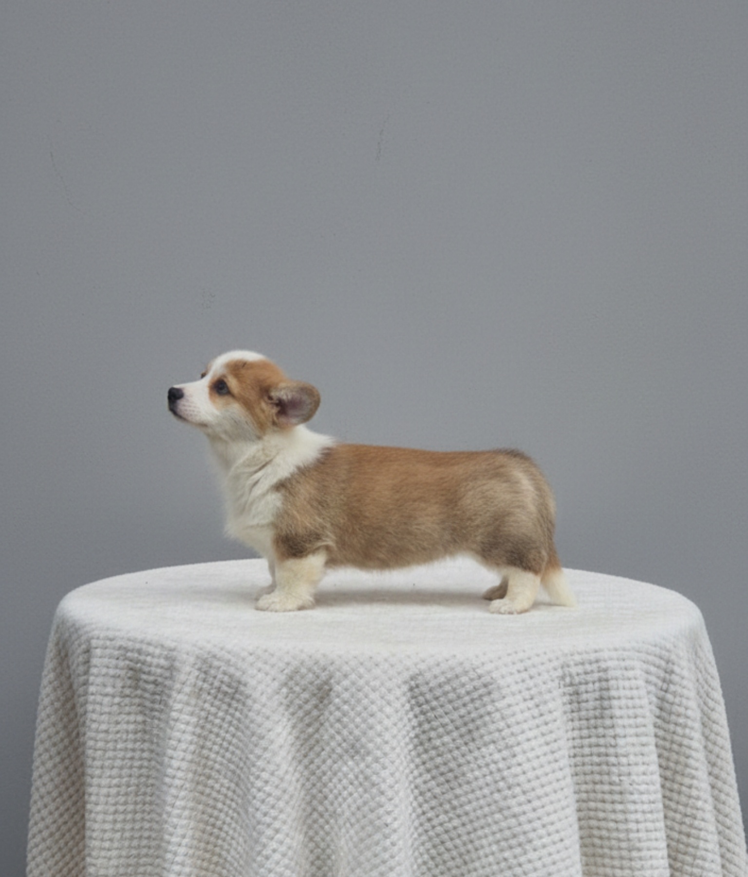 Velški Korgi Pembrok prelepi štenci