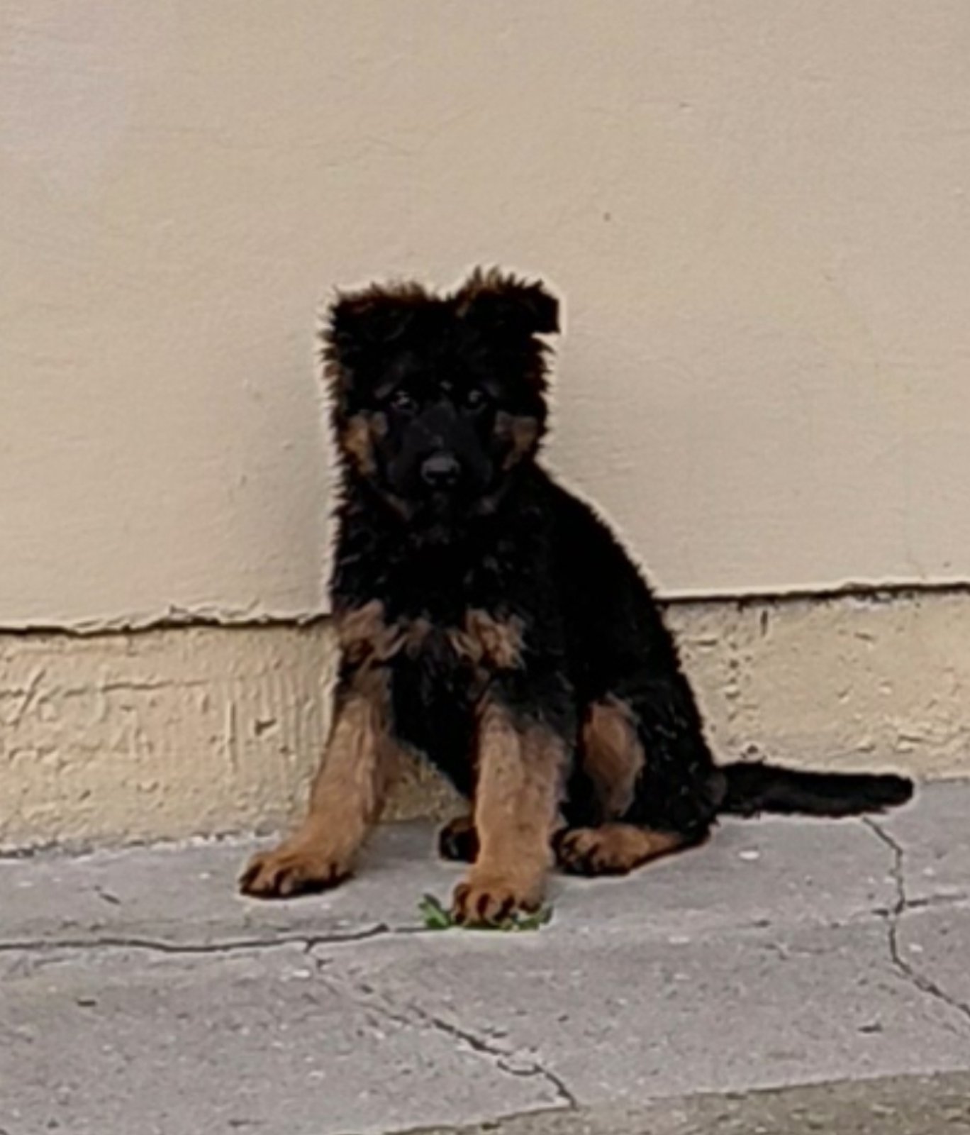 Nemački Ovčar štenci