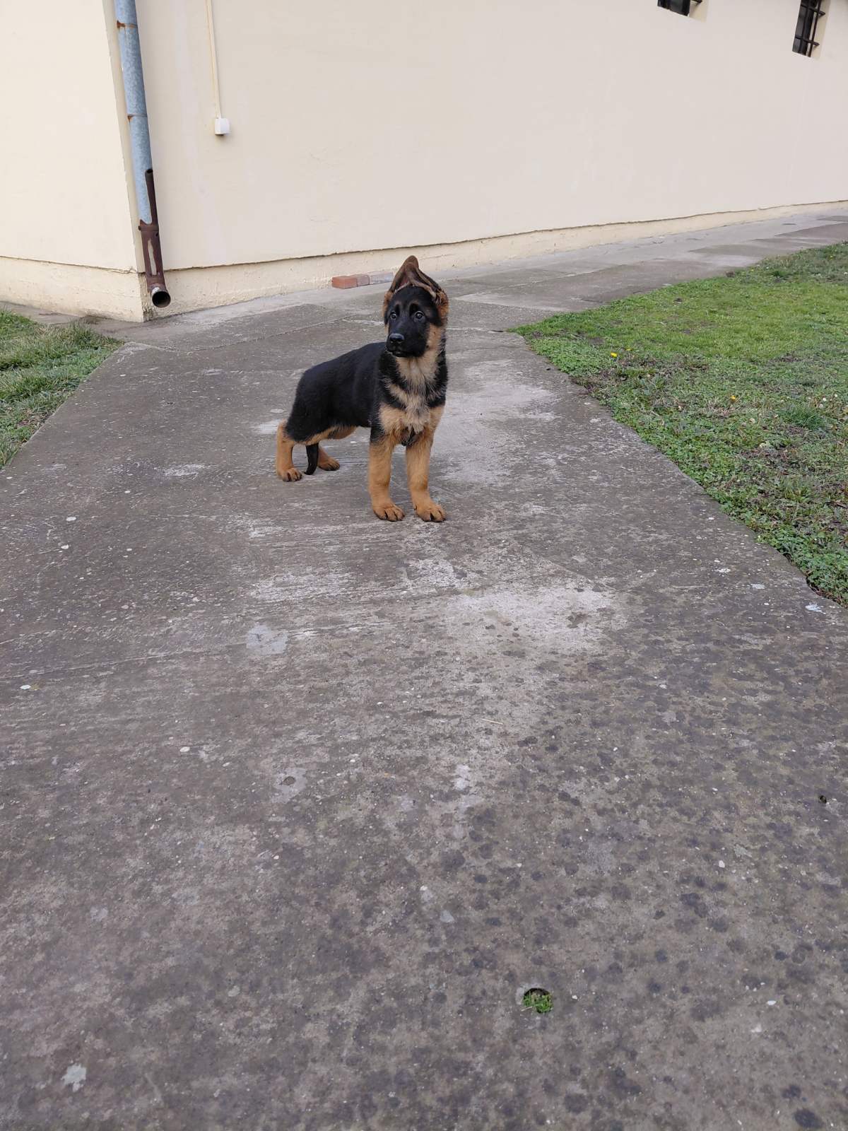 Nemački Ovčar štenci