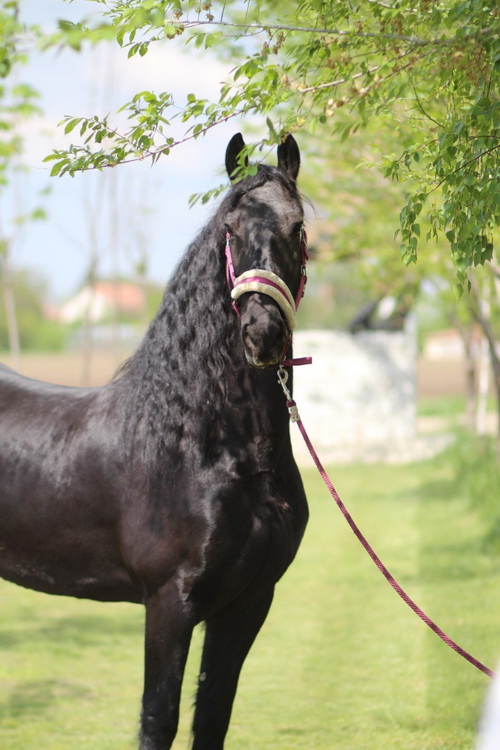 Frizijski konji na prodaju