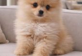 Pomeranac Boo štenci