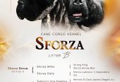 Cane Corso štenci