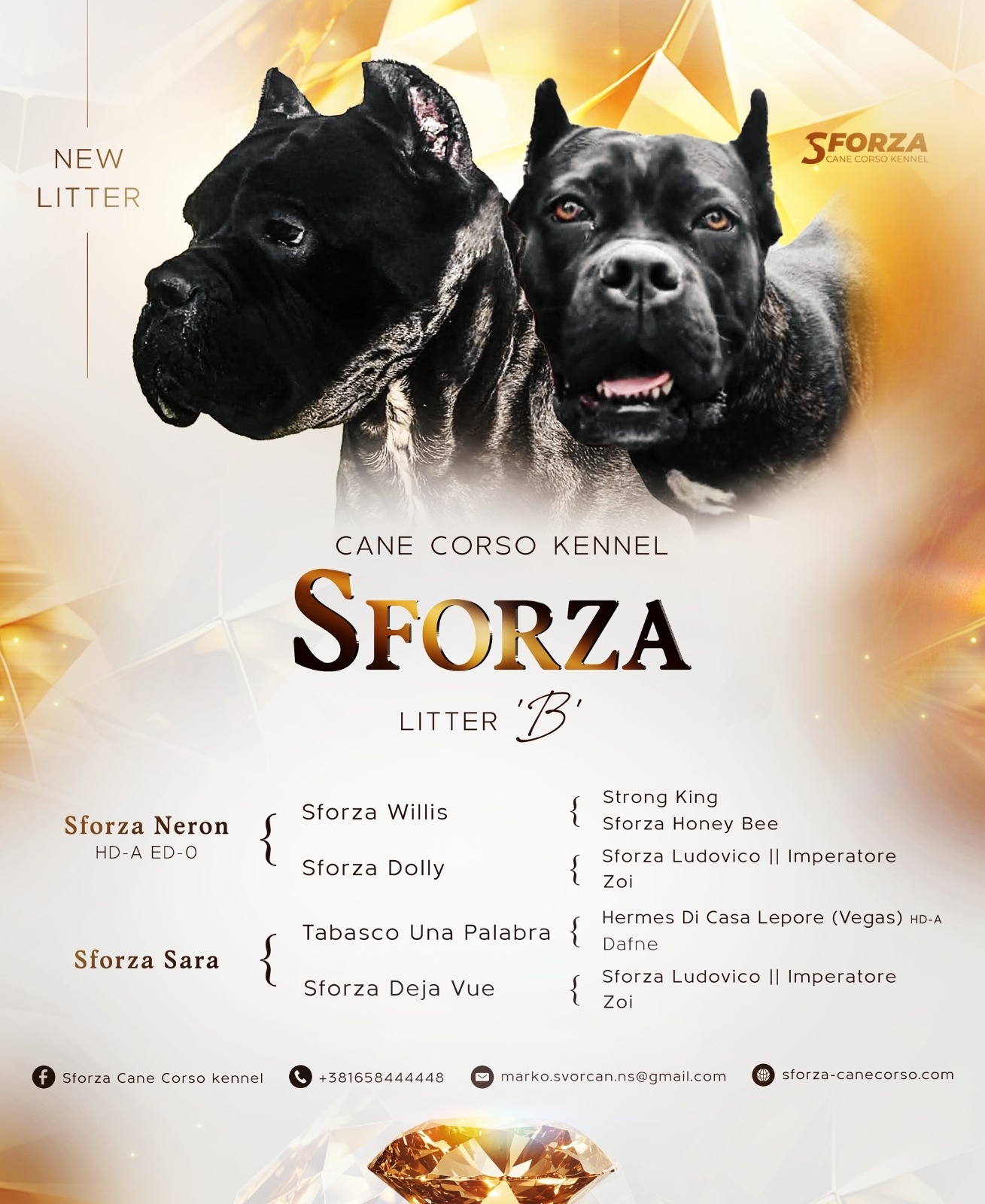 Cane Corso štenci
