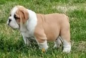 Engleski buldog štenci