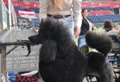 ŠAMPIONSKO LEGLO: Crne Standardne Pudle vrhunskog ranga