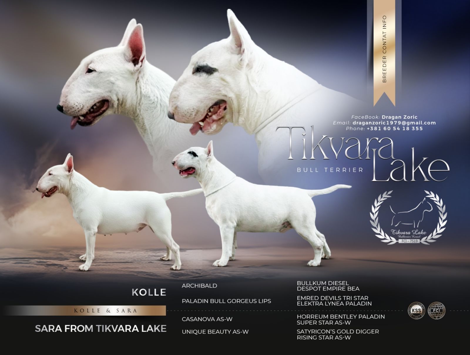 Standard Bul Terijer