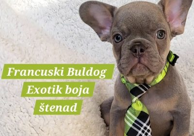 1-francuski-buldogA0326