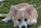 Velski korgi/Welsh Corgi Pembroke