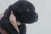 Cane Corso štenci