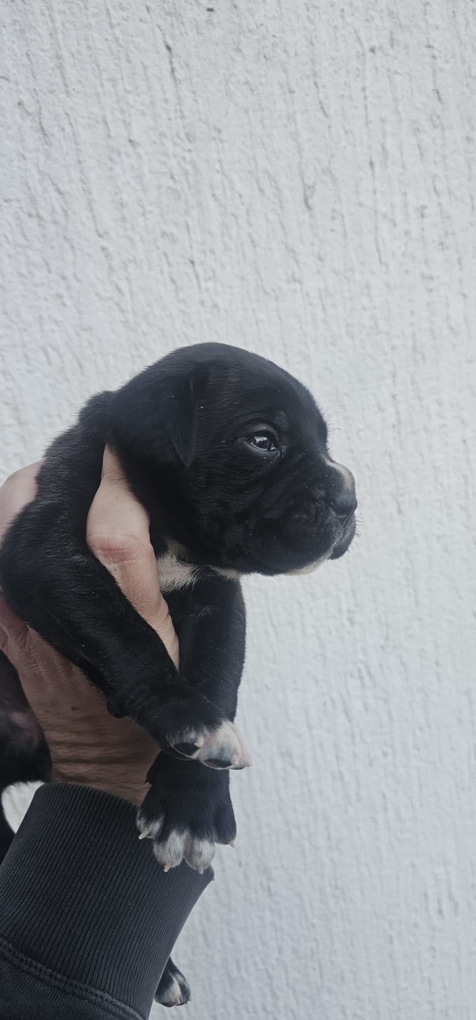 Cane Corso štenci
