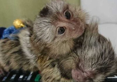 2503-0370_2417625_thb-1